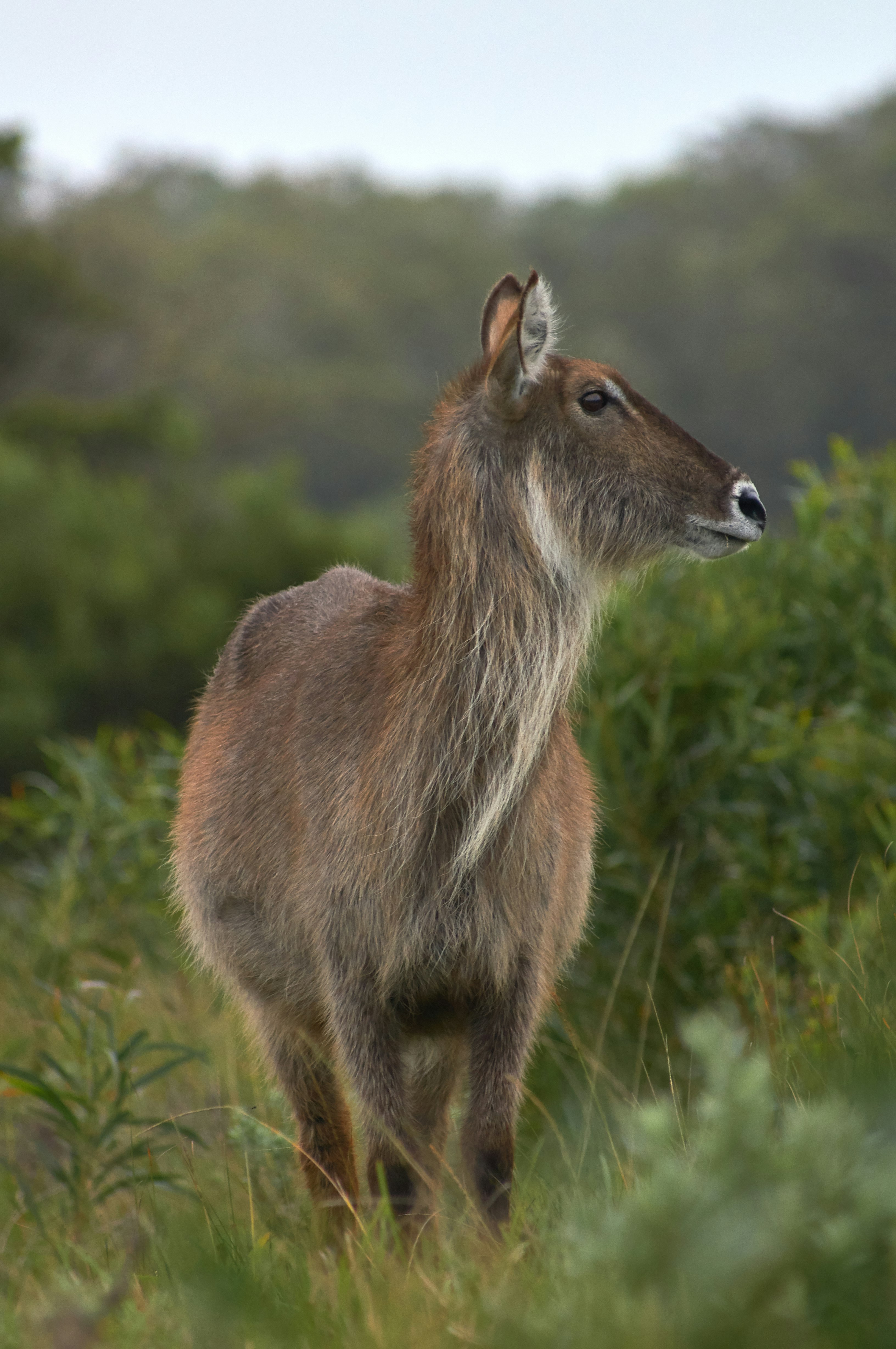 gray deer